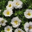 100 Double White Moss Rose Seeds Flower Perennial Flowers Seed 143 US SELLER