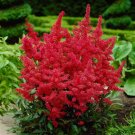 50 Red Astilbe Seeds Bunter Shade Perennial Garden Flower Chinensis Flowers 727