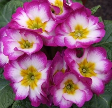 Purple/White/Yellow Primrose Flower Seeds 80 SEEDS BUY 4 ITEMS FREE SHIP 