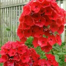 50 Bright Red Phlox Seeds Flower Perennial Flowers Seed Butterfly 88 US SELLER