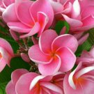 5 Pink Plumeria Seeds Plants Flower Lei Hawaiian Perennial Seed Bloom 917
