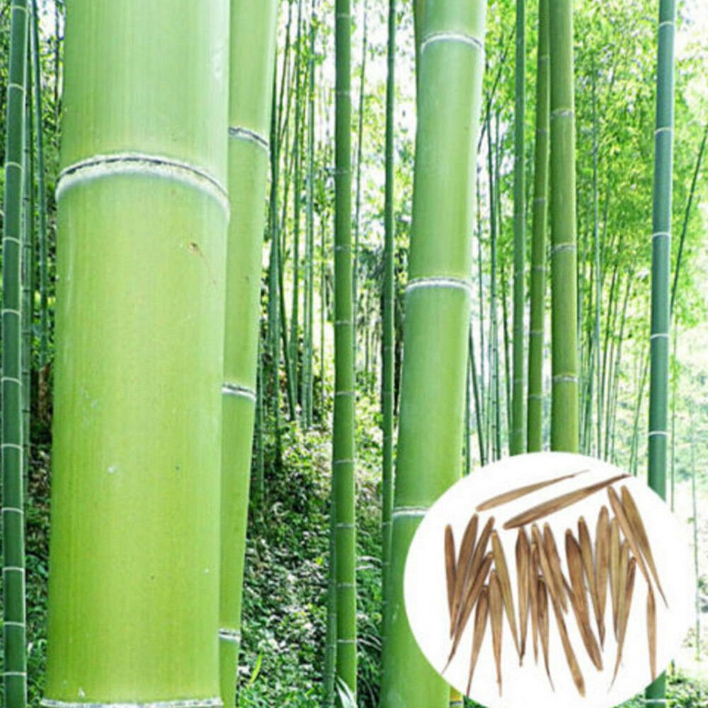 Семена бамбука Phyllostachys pubescens