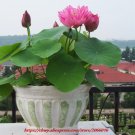 10 PCS Seeds Hydroponic Flower Small Lotus Bonsai Miniascape Aquatic Plants NEW