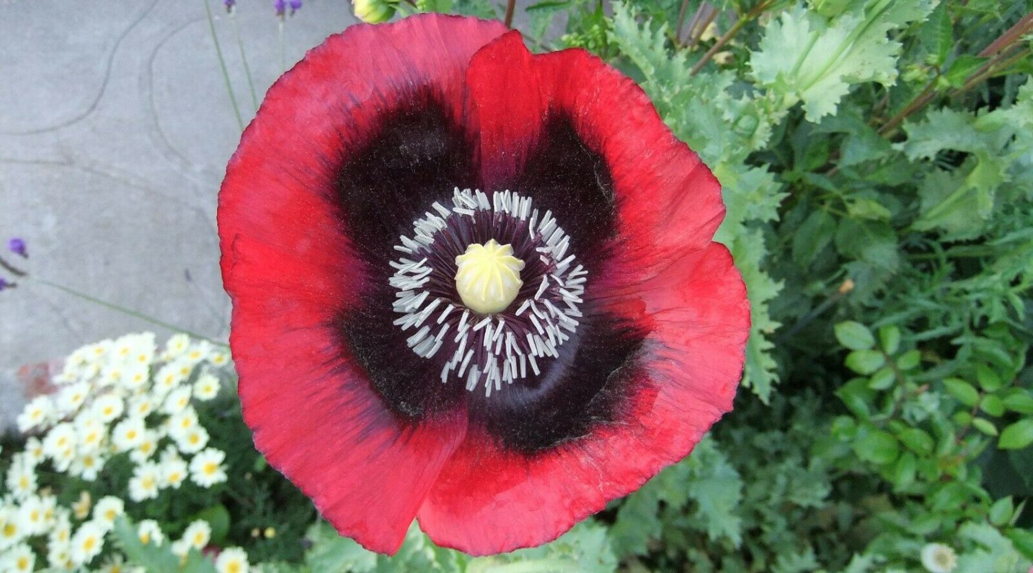 Breadseed poppy flower seedsPapaver somniferum