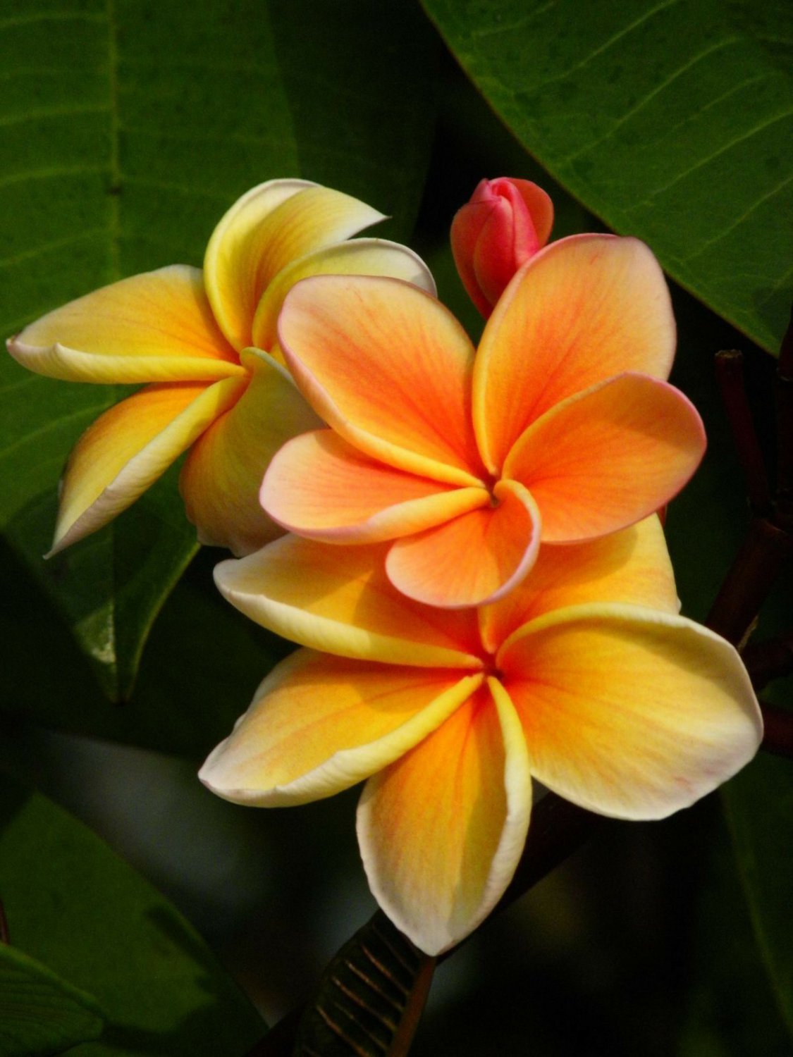 5 Yellow Orange Plumeria Seeds Plants Flower Lei Hawaiian Perennial