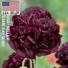 500++ POPPY SEEDS - DOUBLE BLACK Beautiful flowers USA_SAME_DAY_SHIP!