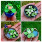 Mix Colors Hydroponic Flowers Mini Water Lily Lotus Plants Bonsai 10 PCS Seeds N