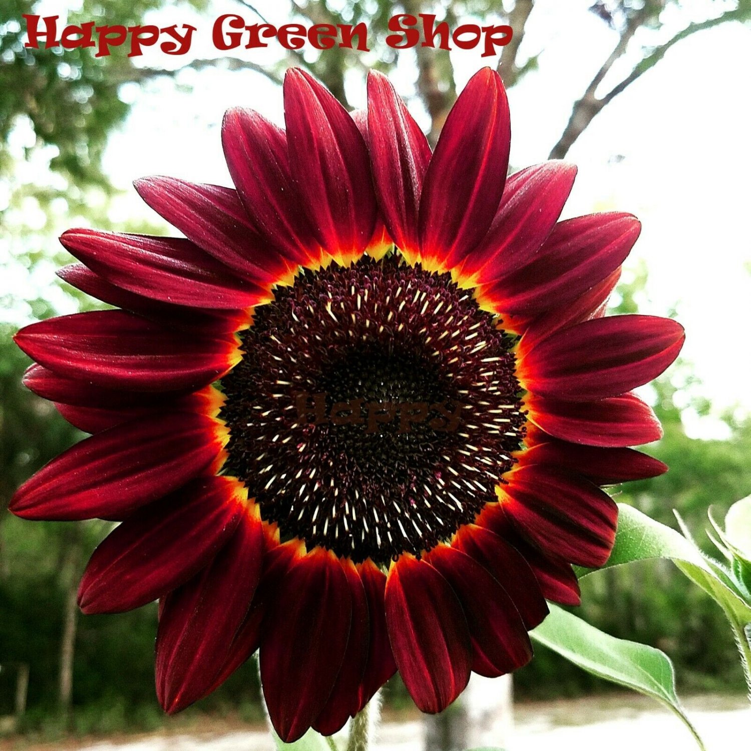 SUNFLOWER RED - Moulin Rouge - 20 seeds - Helianthus annuus tall - Annual Flower