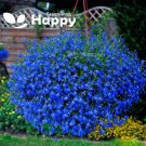 TRAILING LOBELIA BLUE SAPPHIRE - 6 000 seeds - Lobelia Pendula BALCONY FLOWER