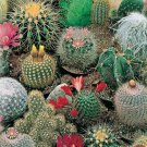 Cactus Seeds Mix Indoor Plant Species Bonsai Succulent Flower Seeds Garden 30Pcs