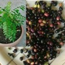 5+ Curry Leaf Tree Seeds Murraya Koenigii Kitchen Kari Patta Limbdo Limbada Herbal