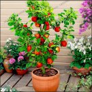 China Red Fuji Apple 50 PCS Seeds Tree Exotic Plants Fruit Bonsai Free Shipping