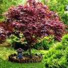 Blood Good japanese maple tree seeds 5 per pack USA grown&shipped
