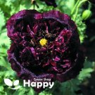 POPPY BLACK PEONY - 1500 SEEDS - Papaver Paeoniflorum - Huge double flower