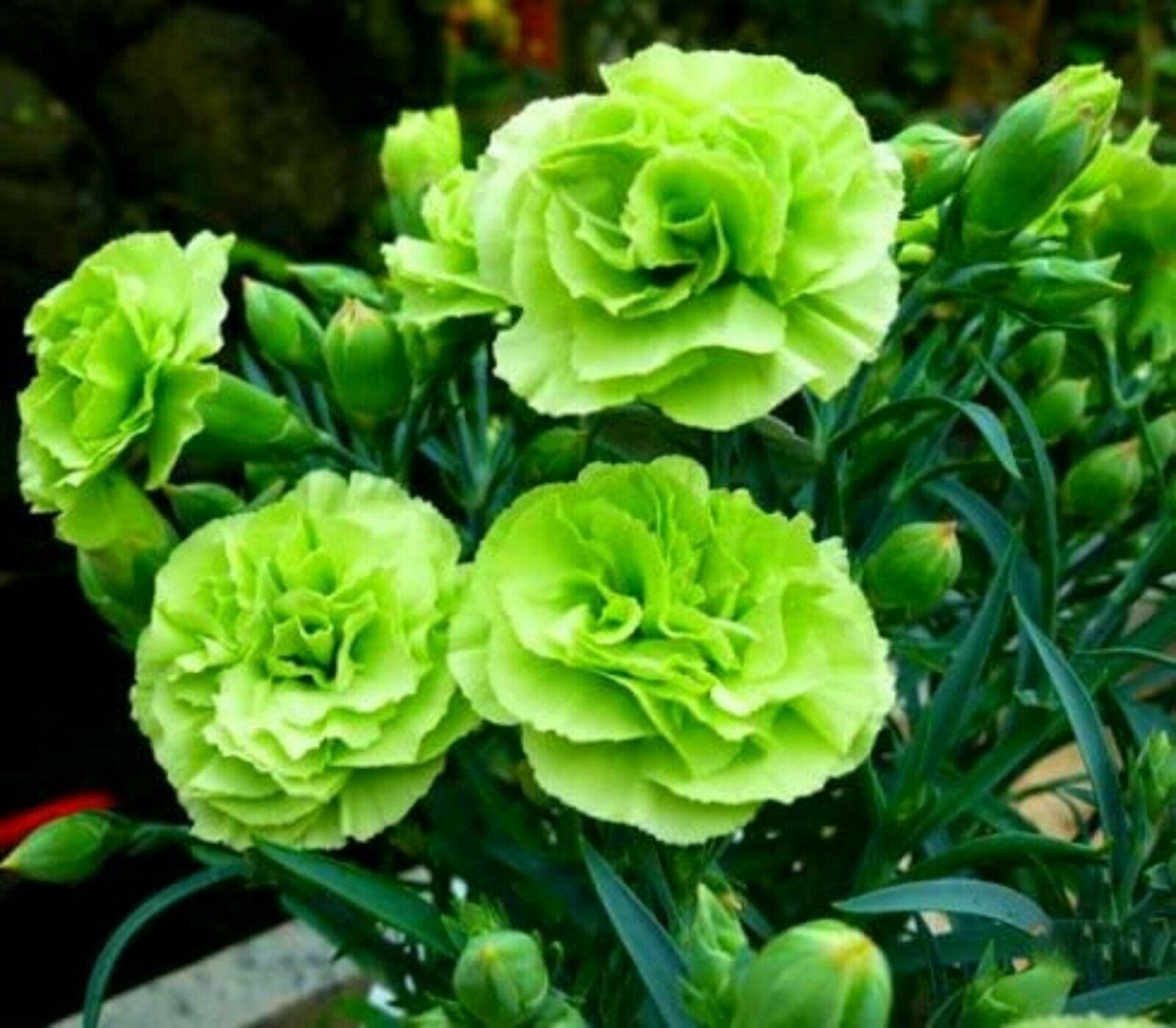 Green Carnation