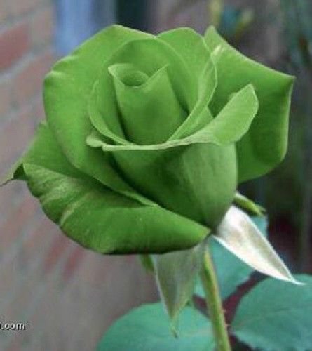 5 GREEN ROSE Rosa Bush Shrub Perennial Flower Seeds + Gift & Comb S/H