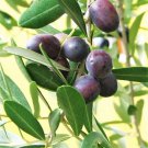 10 CANINO OLIVE TREE Olea Europaea Edible European Common Green Black Fruit Seed
