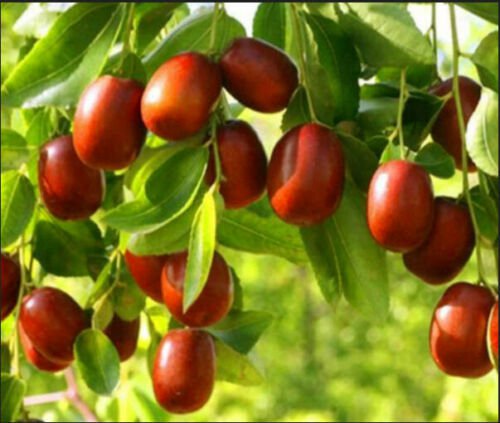 Jujube Wild 20 PCS Seeds Fruit Brush Tree Ziziphus Jujuba Garden Perennials Rare