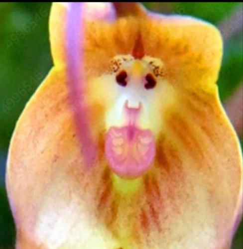 10 Pcs Seeds Cute Monkey Face Orchid seed Bonsai Plants Flowers For Garden(Mky2)