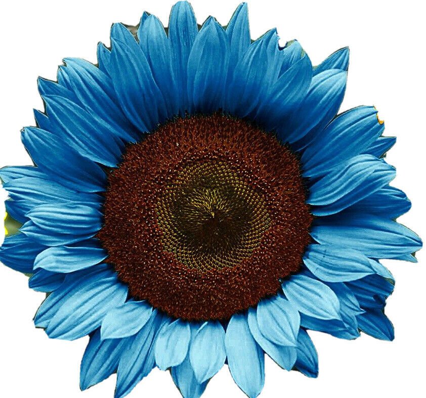 20 Midnight Oil Blue Sunflower Seeds Plants Garden Planting Colorful 