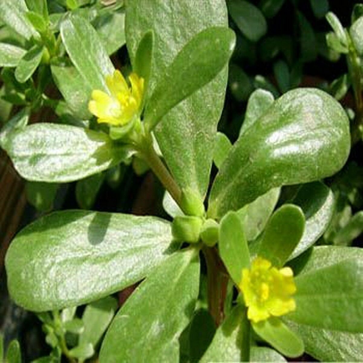 Purslane (Portulaca Oleracea Sativa)- 200 seeds