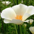 100 WHITE LINEN POPPY FLOWER SEEDS