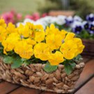 PANSY SWISS GIANT - YELLOW FLOWER - 260 SEEDS - Viola wittorckiana - FLOWER