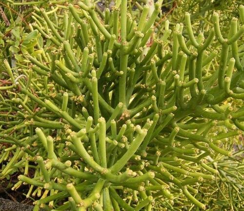 Euphorbia Tirucalli - 10 Seeds - Firestick Plant / Pencil Tree Cactus