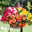 MOSS ROSE DOUBLE - 3500 SEEDS - Portulaca grandiflora - Hanging Baskets Flower