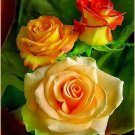 10pc Greek Beautiful Rose Plant Fragrant Seeds USA seller