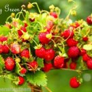 WILD STRAWBERRY - Baron Solemacher - 270 seeds - Fragaria Vesca - Fruit seeds