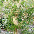 Operculicarya Decaryi - 5 Seeds - Jabily Tree - Madagascar Pachycaul Succulent