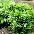 HERB LOVAGE - 500 SEEDS - Levisticum officinale - home growing herbs all year