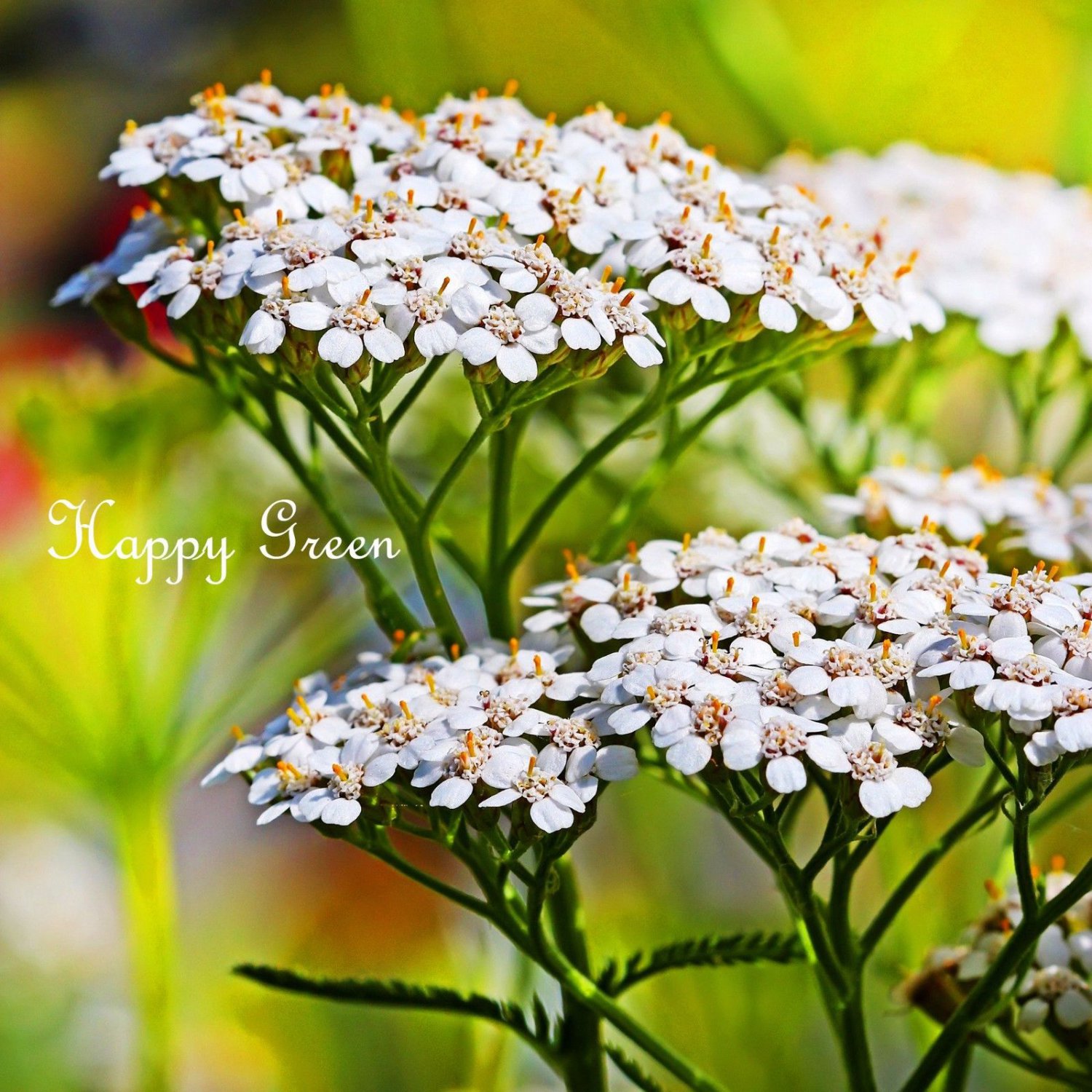 YARROW SUMMER WHITE - Achillea Millefolium - 3000 seeds - MILFOIL - PERENNIAL