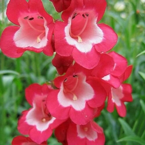 Penstemon- Scarlet Queen- 100 Seeds