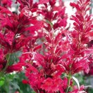 50+ Red Heather Queen Agastache / Long -Lasting Perennial Flower Seeds