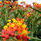 Butterfly Weed-Tropical Milkweed- 100 Seeds