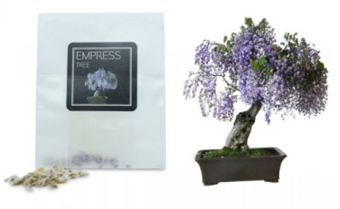 30 Empress Tree Bonsai Seeds | Grow Your Own Bonsai Tree | Bonsai Beginners  Gift