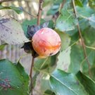 20 Georgian American Persimmon Fruit Tree (Diospyros virginiana) Seeds