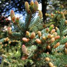 White Spruce Tree Seeds (Picea glauca), 50 seeds