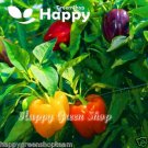 VEGETABLE - SWEET BELL PEPPER MIX - 90 seeds - Purple Orange Red Yellow Green