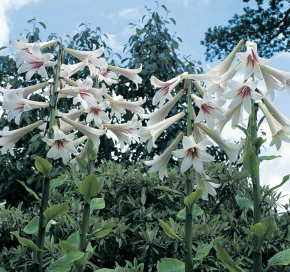 GIANT HIMALAYAN LILY Cardiocrinum Giganteum Yunnan 50 seeds