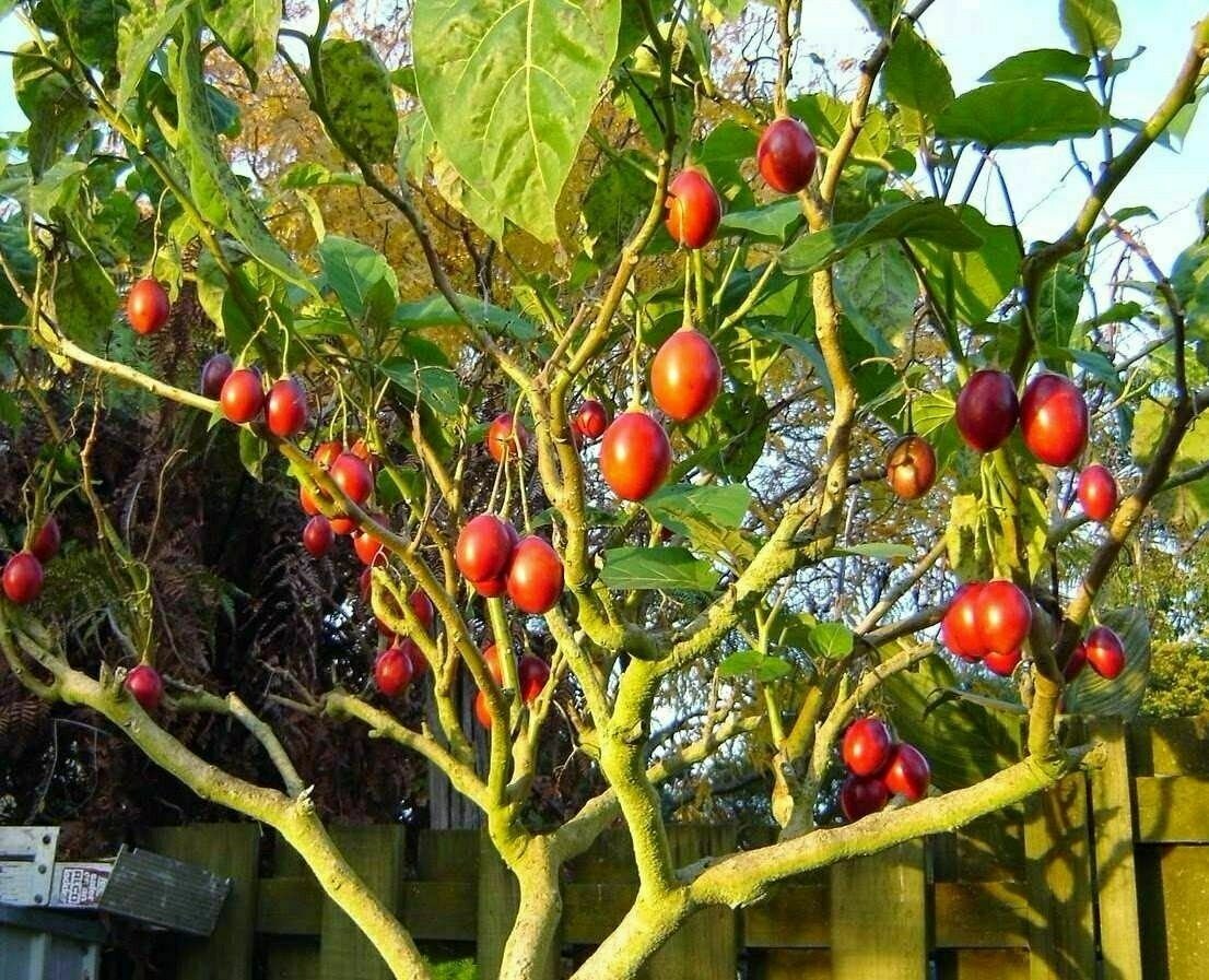 Tree tomatoes