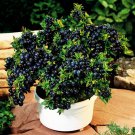 50PCS Seeds Blueberry Juicy Sweet Fruit Perennial Plant Home Garden High Quality