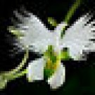 10 pcs WHITE EGRET ORCHID FLOWER Habenaria Radiata Viable Seeds UK Stock
