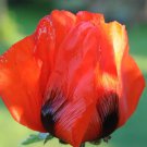 100 RED TULIP POPPY Papaver Glaucum Flower Seeds * Flat Shipping + Free Gift
