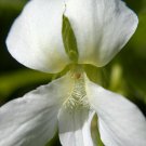15 White Flowered Blue Violet seeds ~ Viola sororia ~ Native