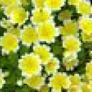 POACHED EGG PLANT - 460 seeds - Limnanthes douglasii - YELLOW WITH WHITE EDGE