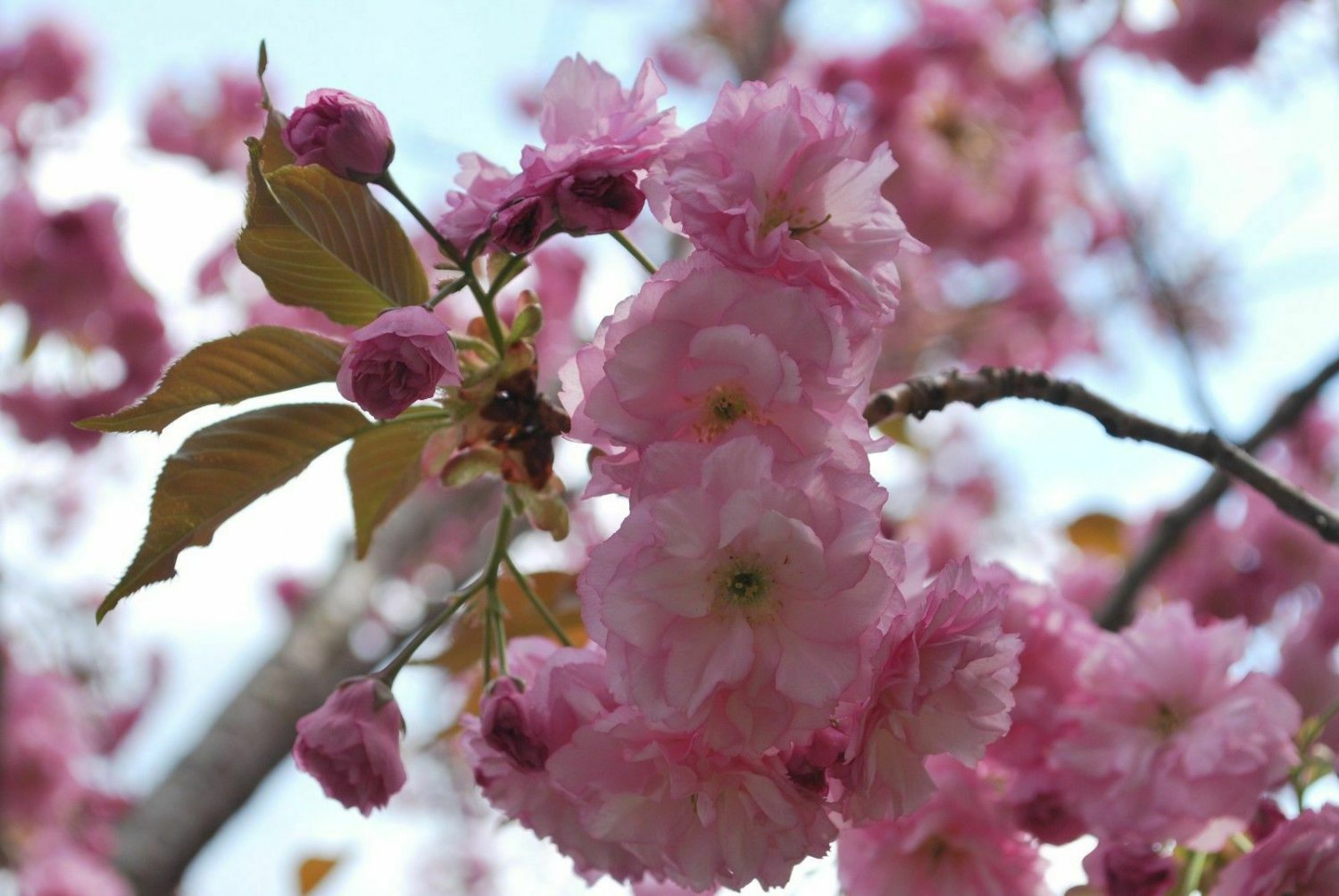 Japanese Cherry Blossom Seeds - Prunus serrulata - Sakura Tree - 10 seed