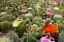 Cactus Mix- 25 seeds